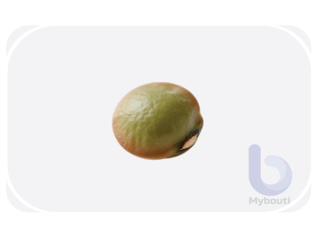 lentil